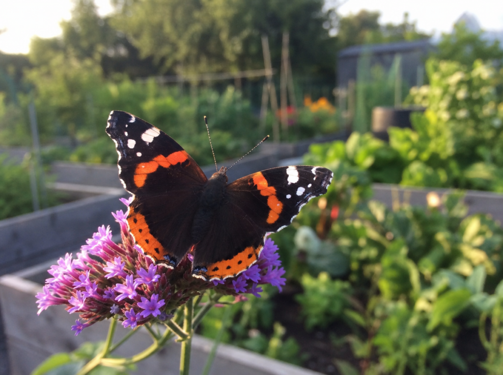 butterfly-photography